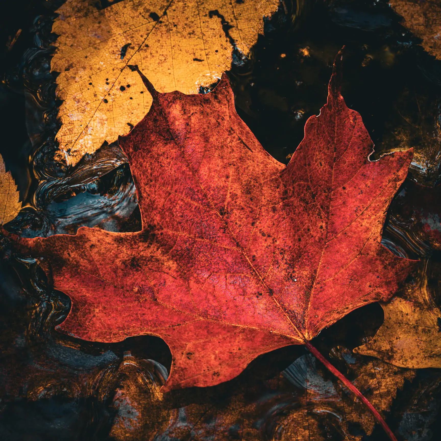 Red and yellow autumn leaves floating on calm water