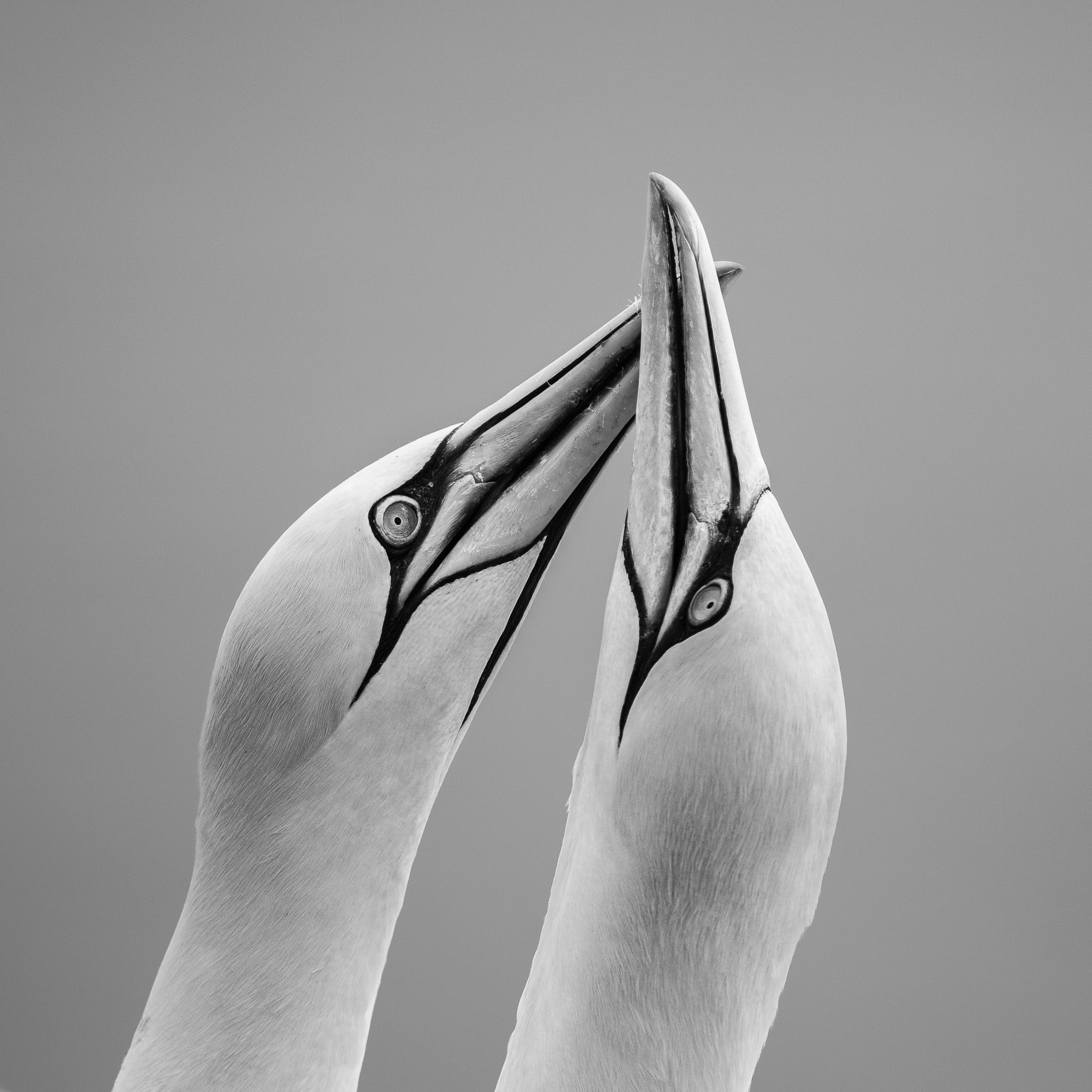Close-up of two gannets facing opposite directions on a coastal ledge, captured in soft natural light with fine feather detail.