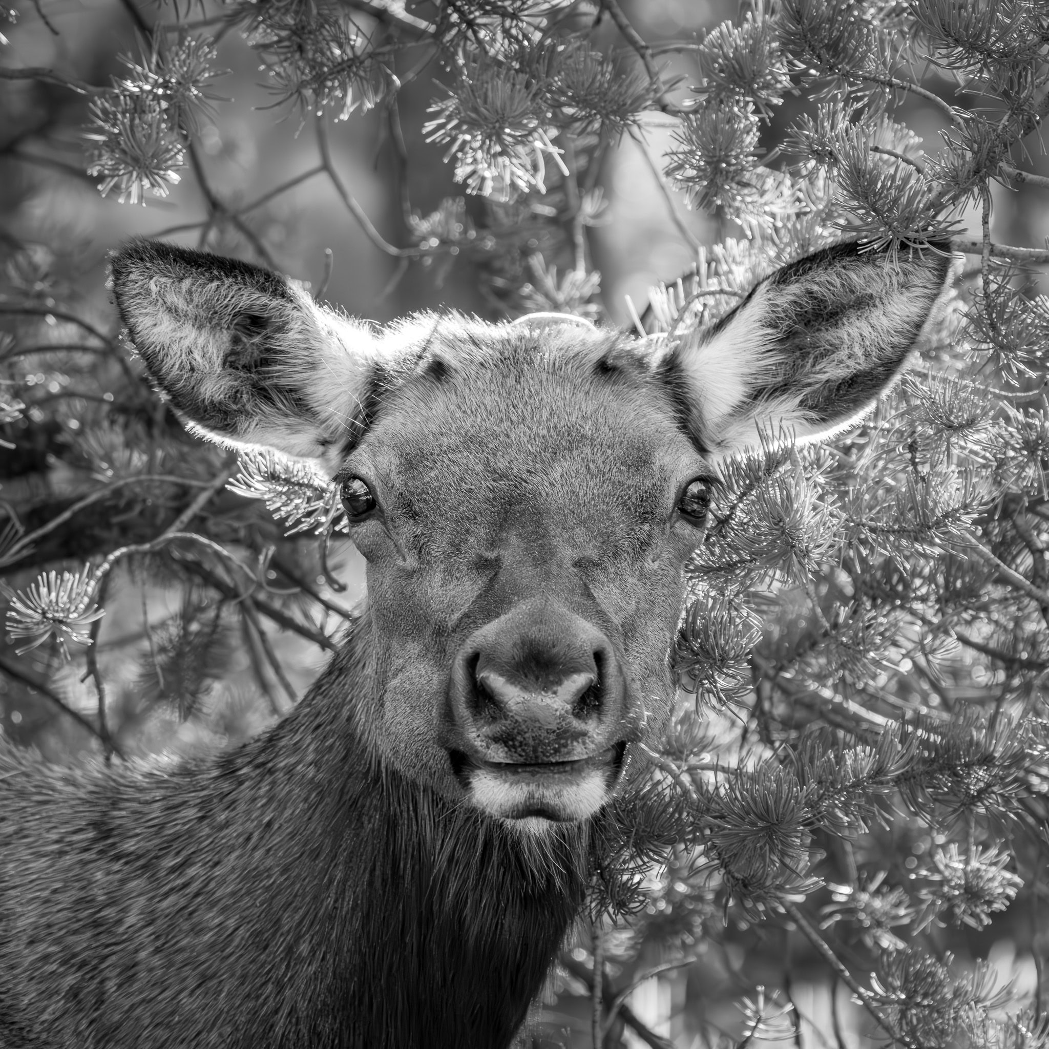 Black and white close-up of an elk’s face surrounded by pine needles, captured in Grand Canyon National Park.